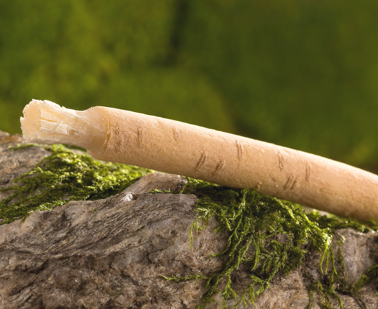 Siwak Hinttergrund