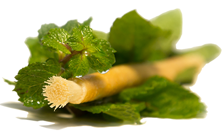 Siwak Miswak mit Minz geschmack