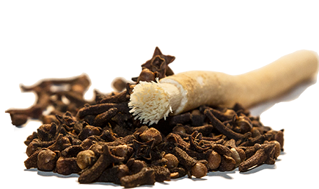 Siwak Miswak mit Nelken geschmack